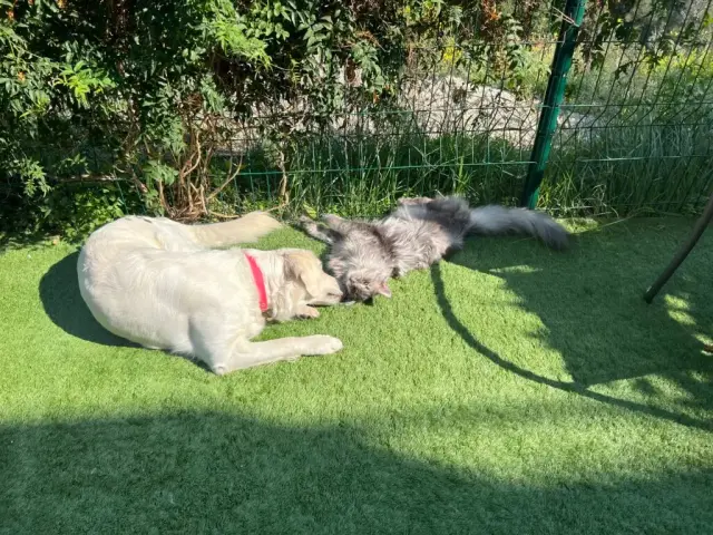 Un Maine Coon bleu smoke et le golden retriever de la maison, au jardin de la chatterie Hugcoon