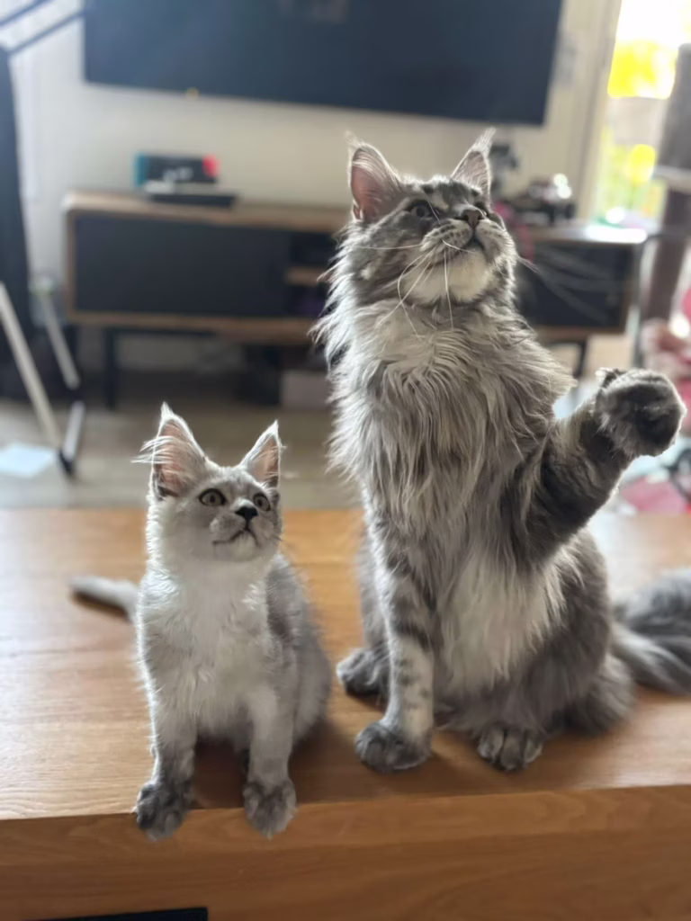 cj4f6wx9lwlrqsticezt