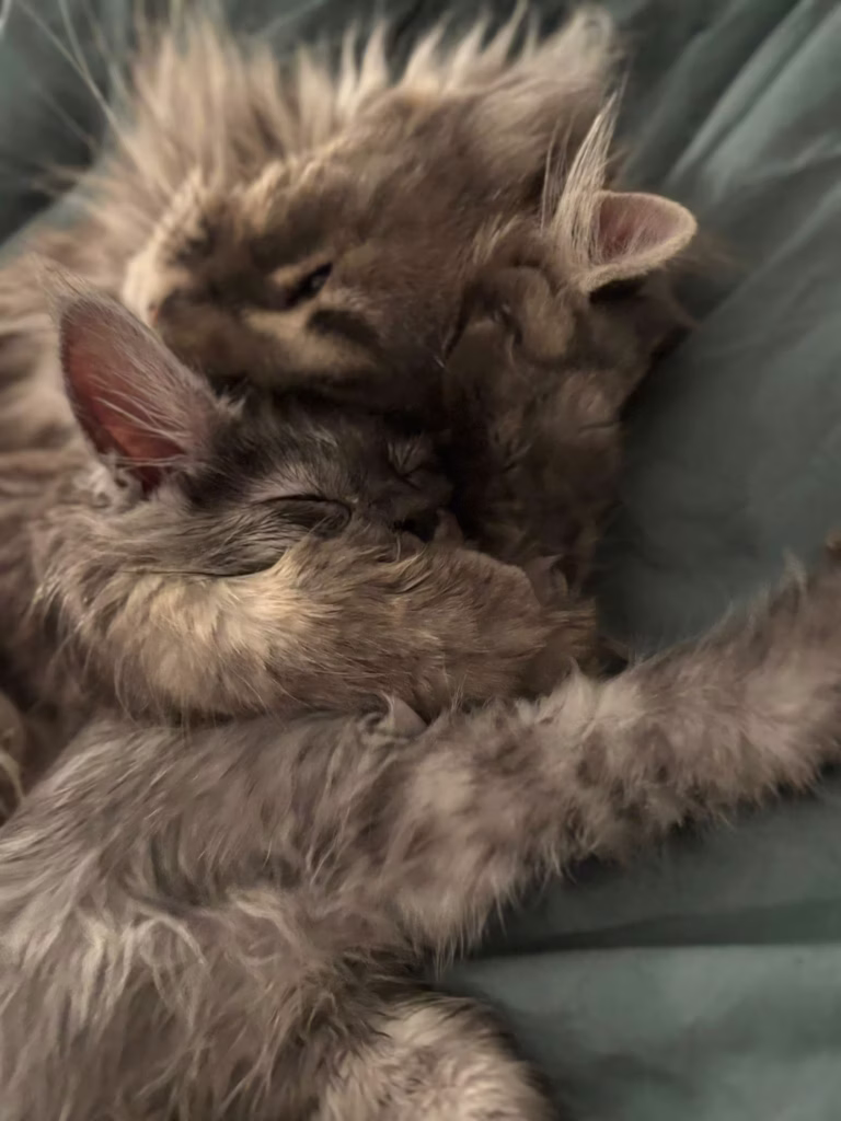 fa2n6yenz9kvax1hyy8r