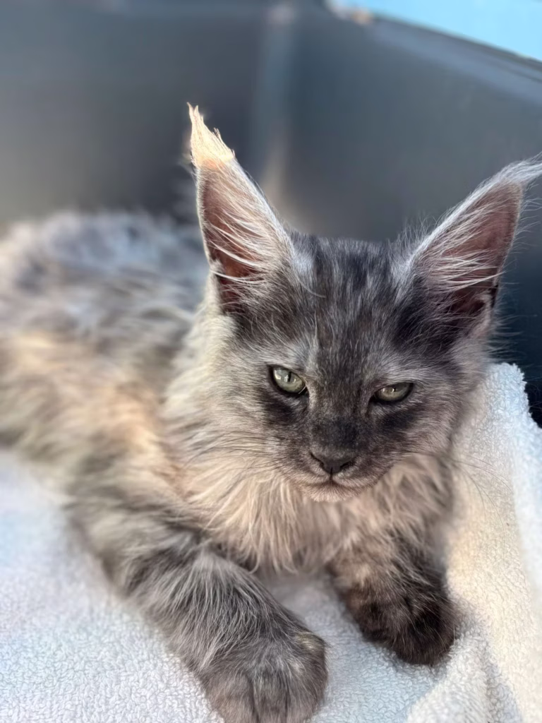 kxspq8dc1ovfh2p4p3bx