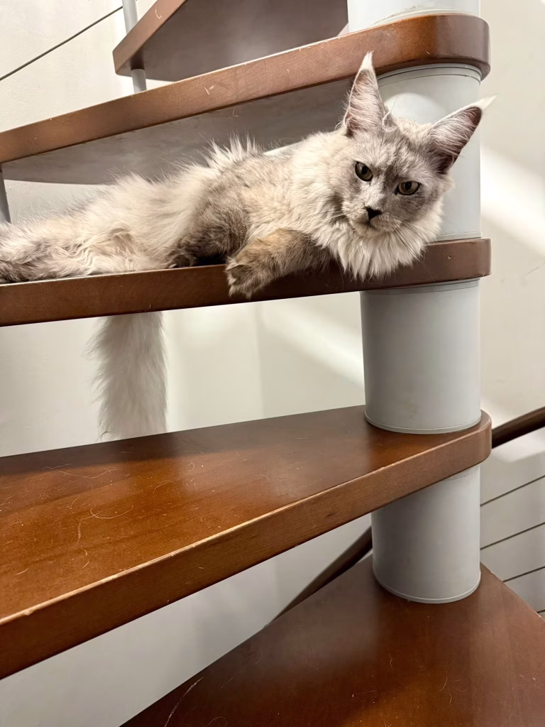 Aloha - Femelles Maine Coon blue smoke à Nice - Hugcoon