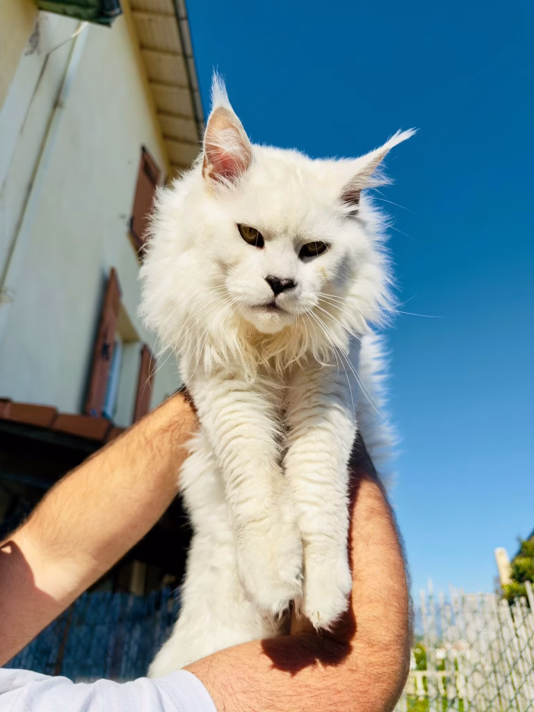 Aston - Mâles Maine Coon Blue Silver Shell à Nice - Hugcoon