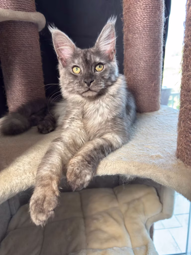 Allure face - Femelles Maine Coon Black smoke à Nice - Hugcoon
