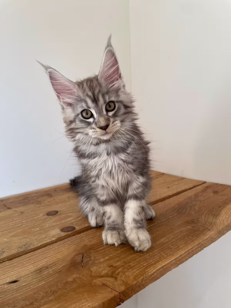 Chaton femelle collier marron