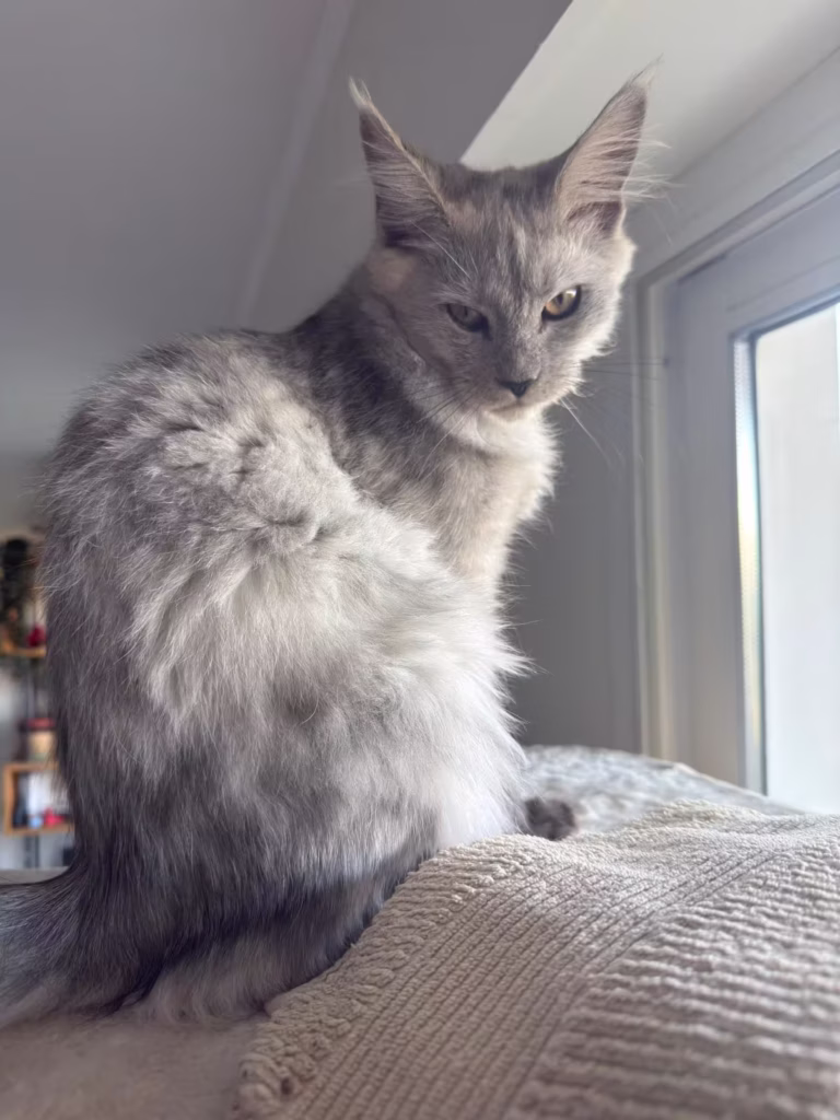 Aloha - Femelles Maine Coon blue smoke à Nice - Hugcoon