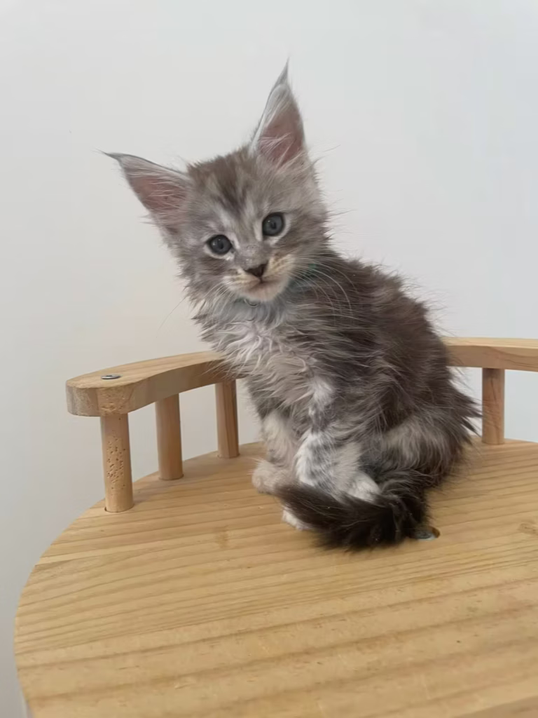 Chaton mâle collier vert