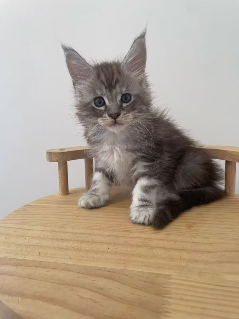 Chaton mâle collier orange