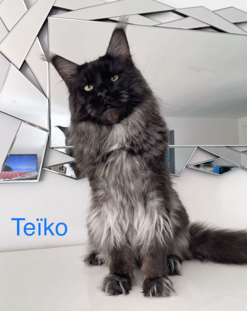WhatsApp Image 2025 08 23 a 22.09.46 474f6fa2 - Hugcoon