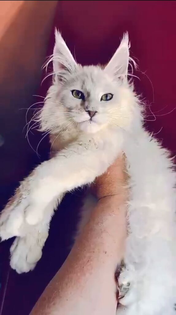WhatsApp Image 2025 08 27 a 17.05.06 0766da35 e1757510724508 - Hugcoon