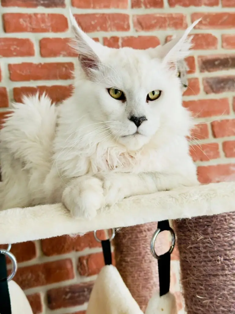 Aston - Mâles Maine Coon Silver shell à Nice - Hugcoon