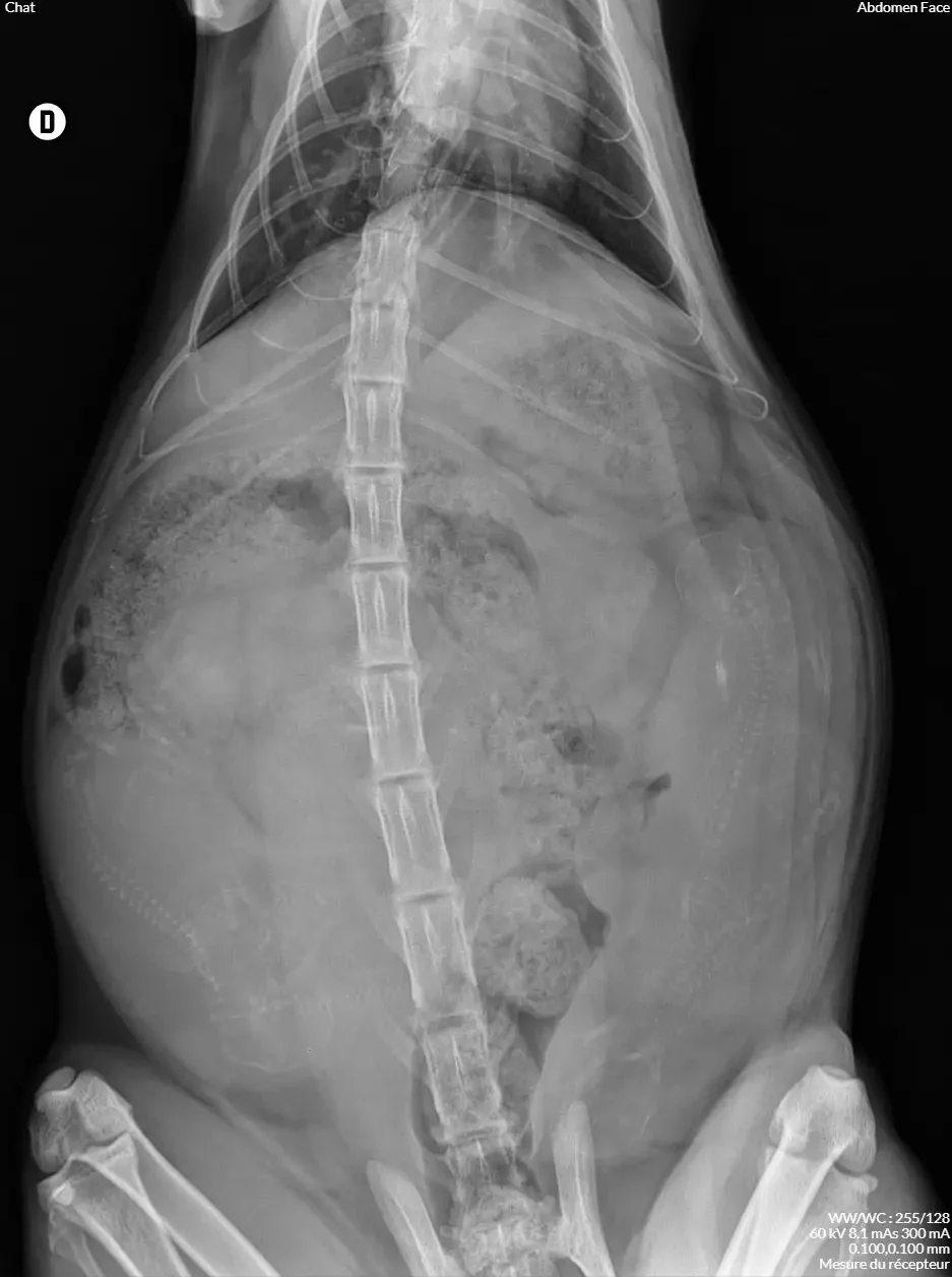 Radio portée Allure Hugcoon 2