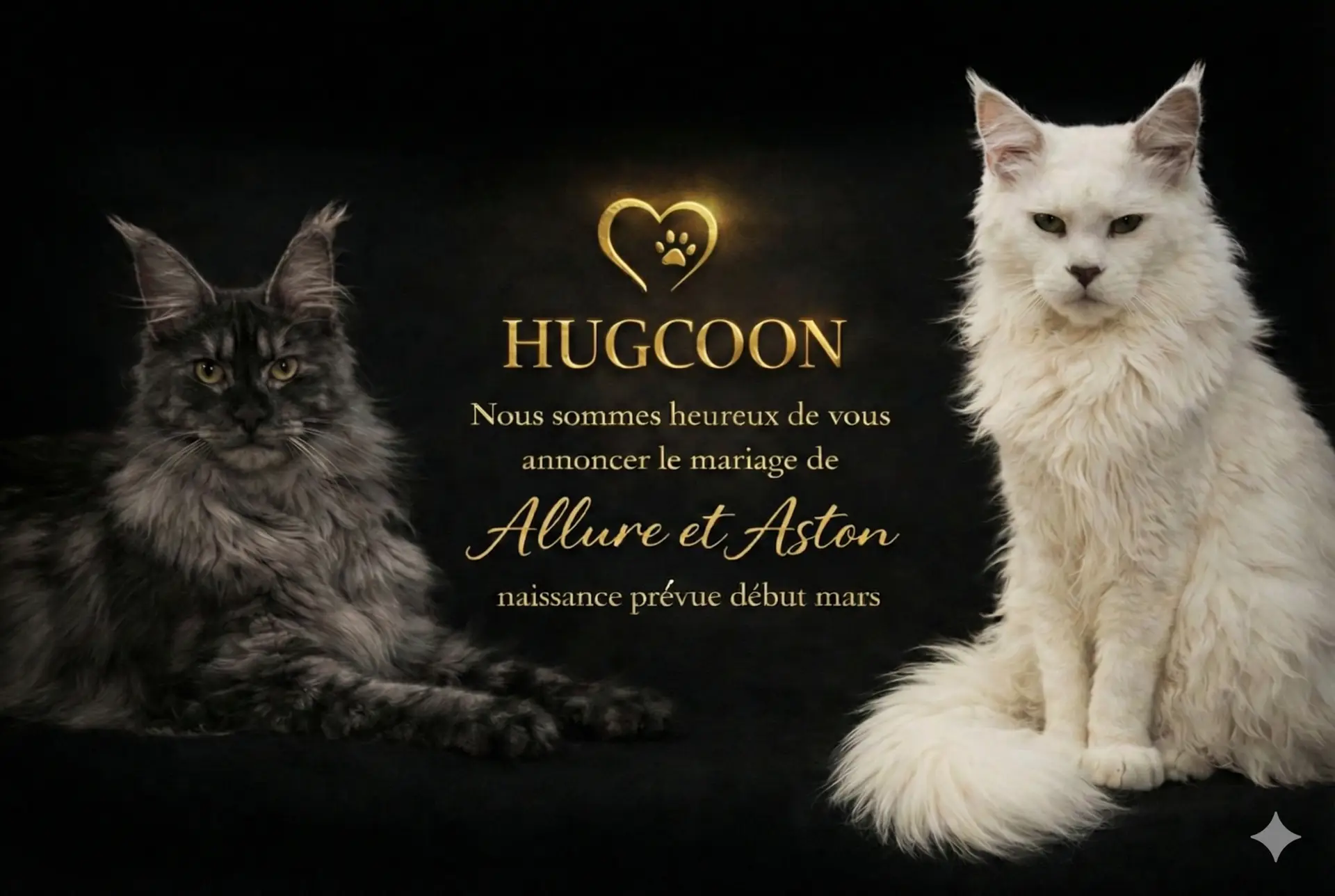 Annonce portée de Maine coon à Nice - Allure et Aston Hugcoon