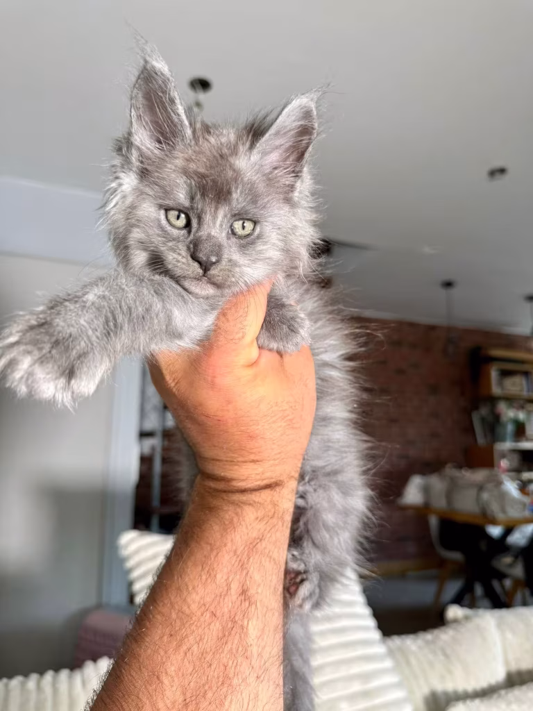 Barbajuan chaton maine coon hugcoon - Hugcoon