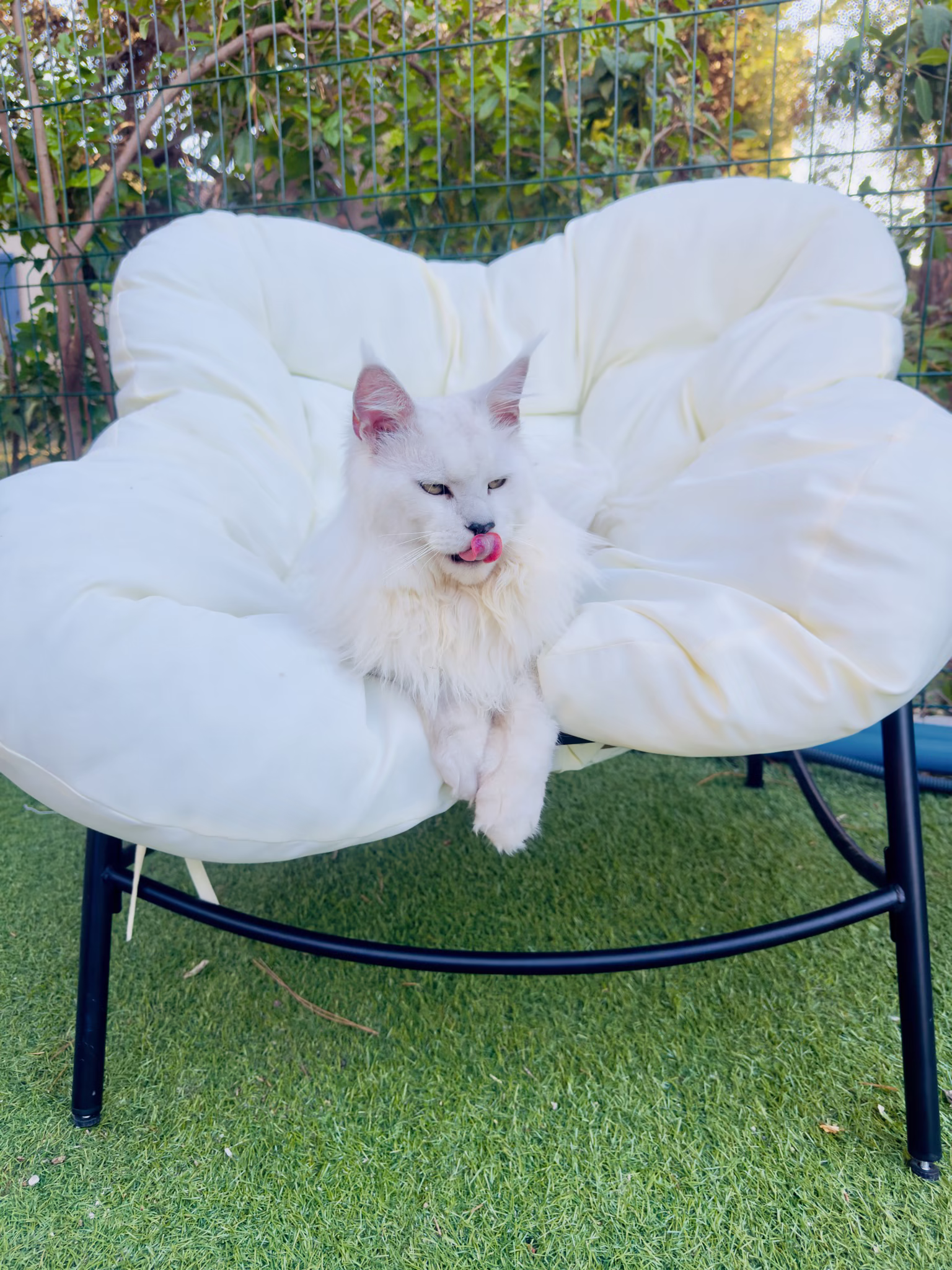 Aston, mâle maine coon bleu high smoke de la chatterie Hugcoon, élevage de maine coon LOOF à Nice pour le Var