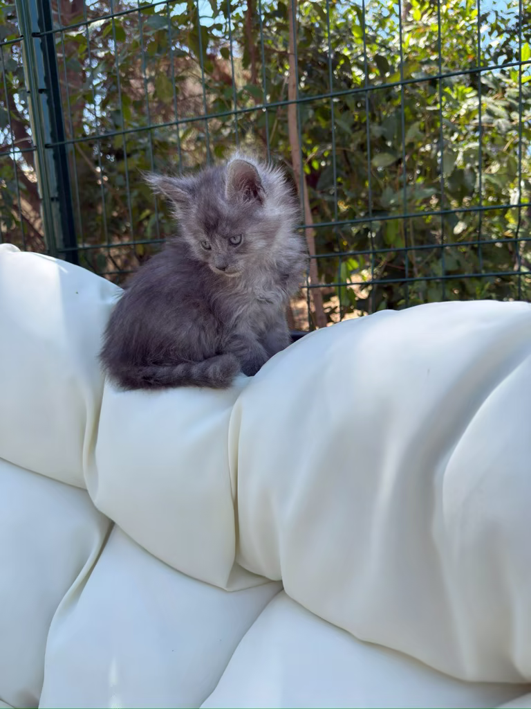 Bourbon, chaton maine coon de la chatterie Hugcoon, au soleil de Nice