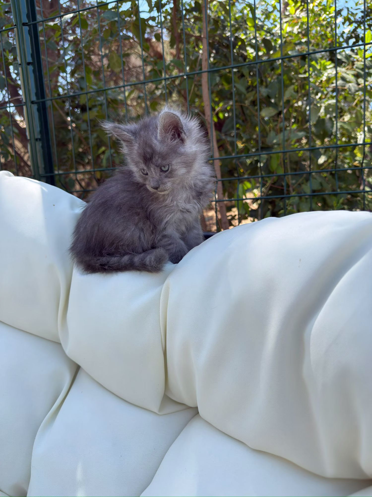 Bourbon, chaton Maine Coon bleu smoke né à la chatterie Hugcoon, à Nice, qui vit aujourd'hui à Mougins, près de Cannes