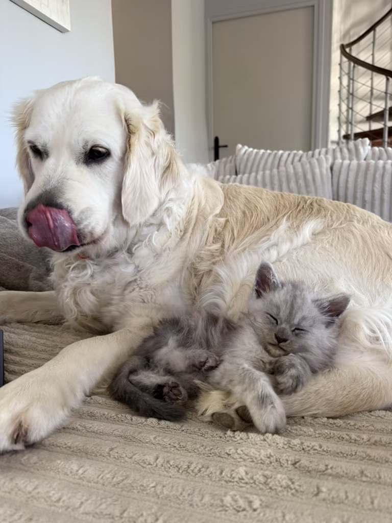 Bowen, chaton maine coon bleu smoke en pleine santé, endormi contre le golden retriever de la maison — chatterie Hugcoon à Nice