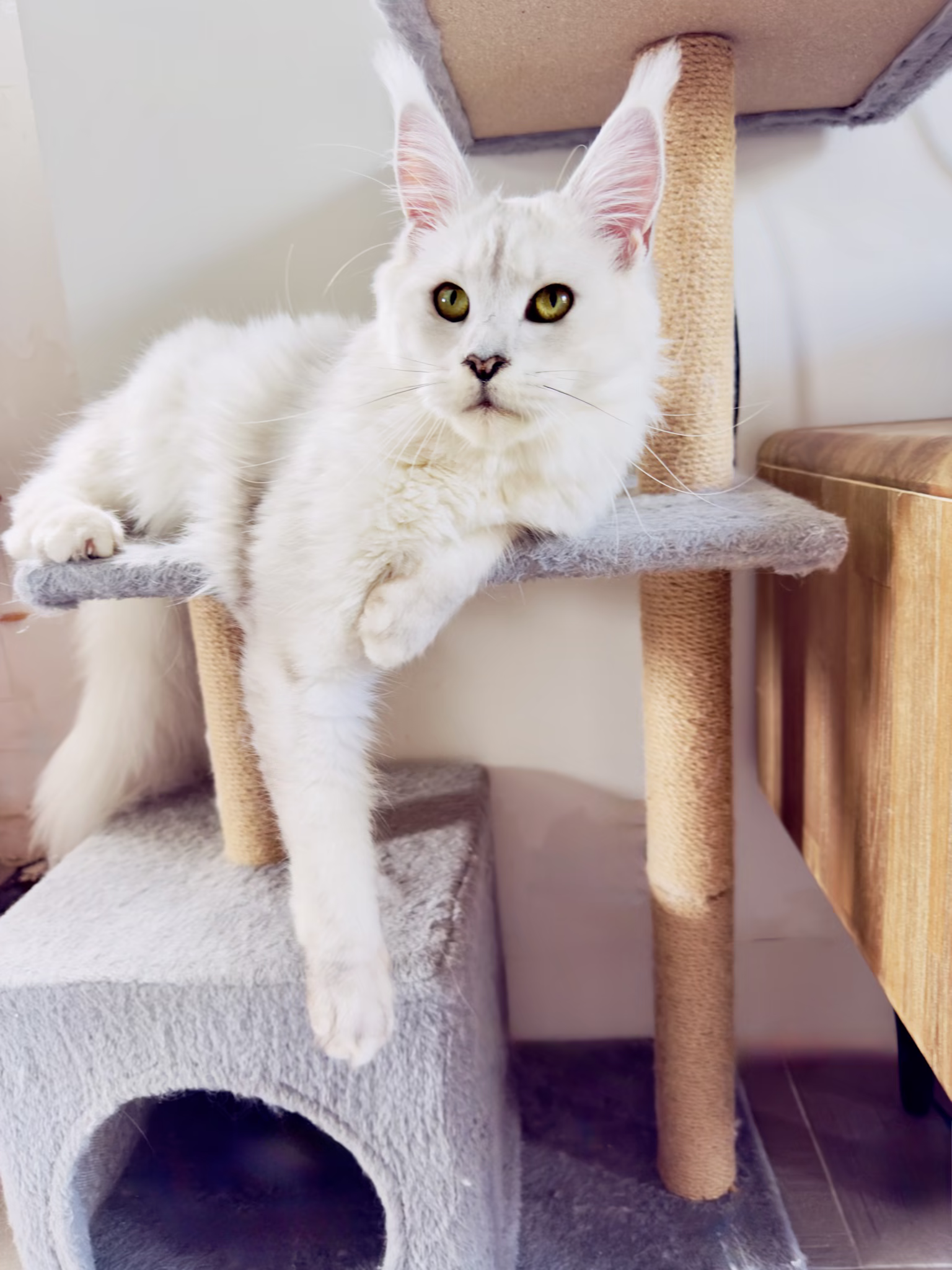 O'Lala von Palüt, femelle maine coon black silver shell (ns 12) de la chatterie Hugcoon à Nice