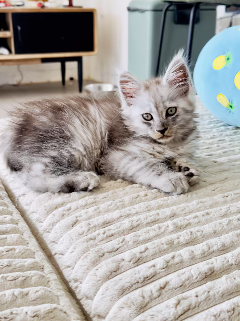 Barbie de Hugcoon, chaton maine coon femelle black high smoke, née le 22 juillet 2026 à Nice