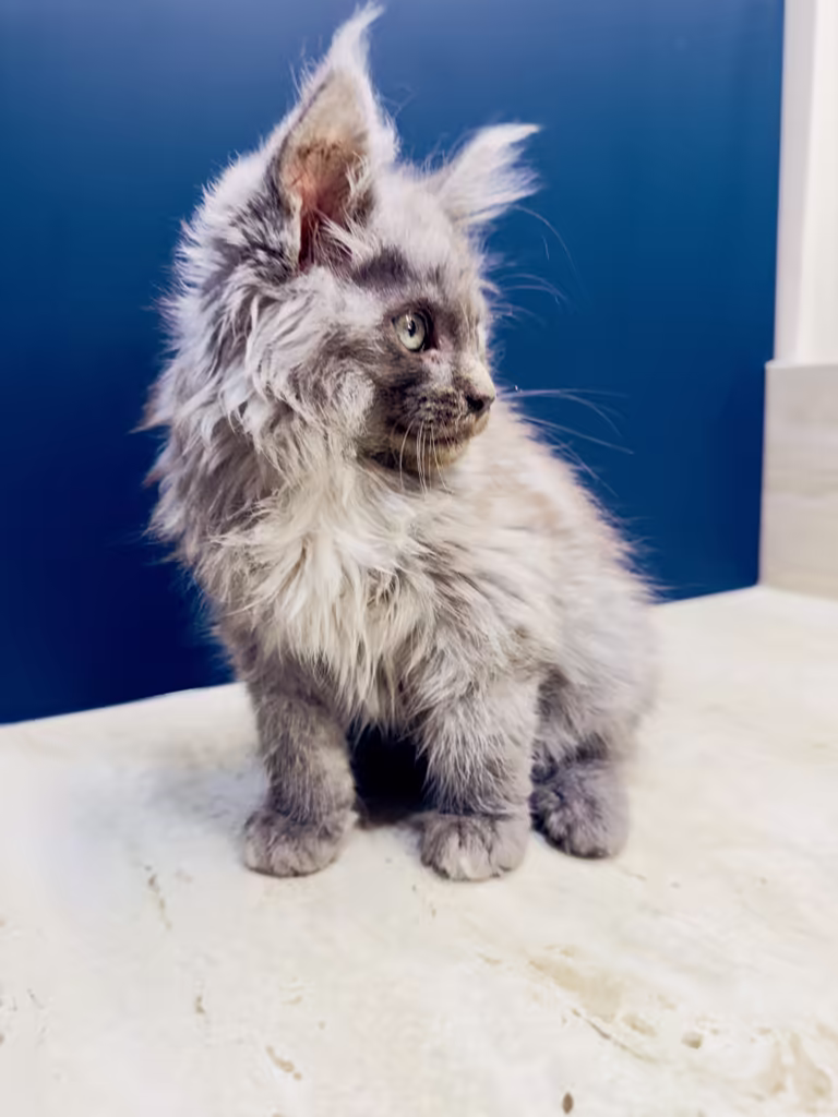 Bleu de Hugcoon, chaton maine coon femelle bleu smoke, née le 22 juillet 2026 à Nice