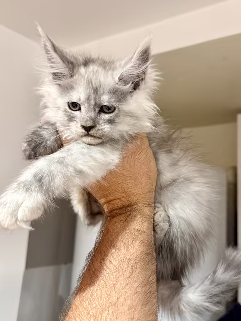 Bulle de Hugcoon, chaton maine coon femelle bleu high smoke, née le 22 juillet 2026 à Nice